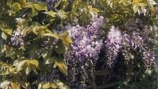 Plantes grimpantes  Bougainvillée Glycine Jasmin et Rhyncospermum [upl. by Ahsikat]