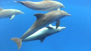 Dolphins mating in the wild [upl. by Asseret]