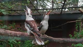 Kookaburra Jägerliest Lachender Hans Dacelo novaeguineae [upl. by Nimref]