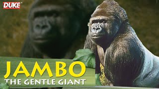 Jambo the Gorilla  The Gentle Giant  Documentary [upl. by Namlak718]