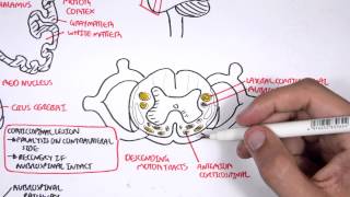 Neurology  Motor Pathways [upl. by Sylvia]