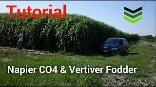 Napier CO4 amp Vertiver Fodder Grass Planting Irrigation Tutorial [upl. by Ecnahs]