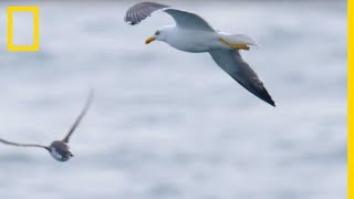 Ces goélands partent à lattaque de petits guillemots [upl. by Liborio]