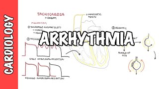 Arrhythmia Overview  Mechanism of bradyarrhythmia and tachyarrhythmia [upl. by Aynna450]