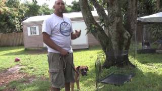 Dog Training  How to House Train an Older Dog [upl. by Creight548]