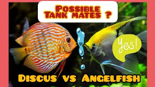 How to Keep Angelfish and Discus Together  Discus Compatibility Tank Mates [upl. by Meenen]