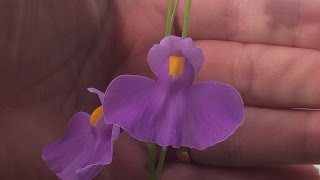 Yikes I have a Purple Bladder Wort Utricularia longifolia Carnivorous plantCare tips [upl. by Anirtek696]