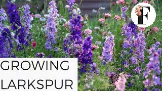 How to Grow Larkspur Flowers in the Hardy Annual Cut Flower Garden [upl. by Efrem]