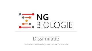 Dissimilatie  de dissimilatie van koolhydraten vetten en eiwitten  VWO [upl. by Nawram285]