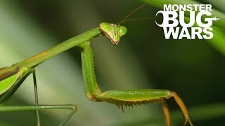 When Mantises Attack 1  MONSTER BUG WARS [upl. by Patterson]