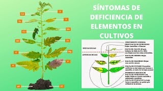 SÍNTOMAS DE DEFICIENCIAS NUTRICIONALES EN CULTIVOS [upl. by Nylknarf800]