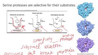 Enzymes Serine Proteases Dr Terrell [upl. by Kappenne]