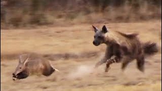 Aardvark Anteater Tries to Outrun Hyena in an Epic Chase [upl. by Ecinue]