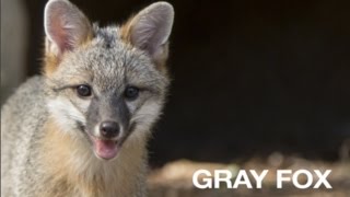 Creature Feature Gray Fox [upl. by Aneehsyt]