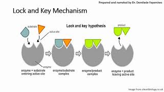 Chapter 31 Introduction to Enzymes [upl. by Ttimme]