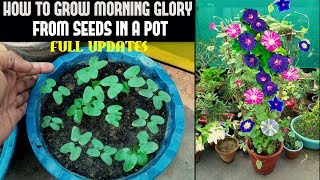 How To Grow Morning Glory From Seed FULL INFORMATION [upl. by Yeniar493]