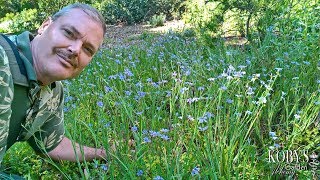 Sisyrinchium bellum Blueeyed Grass with the prettiest wink ever N Amer West coast variety [upl. by Cohlier]