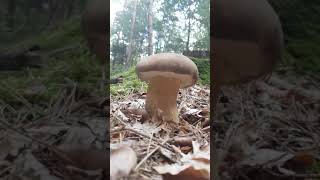 Un cèpe parfait  Une merveille  Cueillette des champignons [upl. by Bonnes]