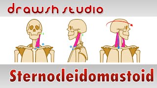 The Sternocleidomastoid Muscle [upl. by Ahsilat]