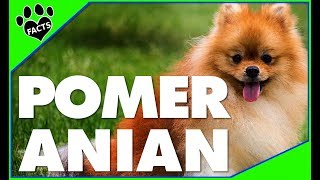 Top 10 Facts About Pomeranians  Dogs 101 [upl. by Oilerua]