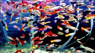 Thousands of Guppies FishTank  Aquarium [upl. by Aramot689]