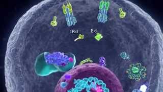 Apoptotic Pathways [upl. by Corsetti]