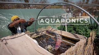 Backyard Aquaponics Farming Fresh Fish and Vegetables  PARAGRAPHIC [upl. by Brownley]