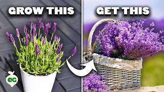 5 Tips to Grow Perfect Lavender [upl. by Trub]