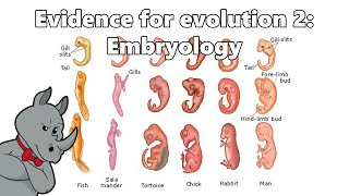 Evidence for Evolution  Embryology [upl. by Namilus857]