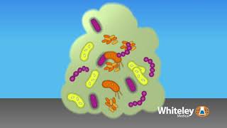 Biofilm Formation  Whiteley Medical [upl. by Hildagard]