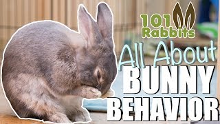 ALL ABOUT BUNNY BEHAVIOR 🐰 [upl. by Aneelak]