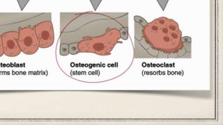 Bone Cells [upl. by Paddy]