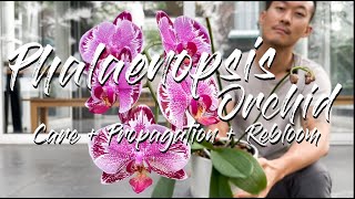 Phalaenopsis Orchid care propagation and rebloom [upl. by Nolyad656]