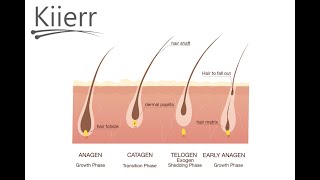 The Hair Growth Cycle Explained [upl. by Kimber444]