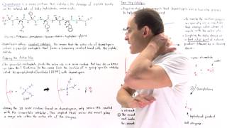 Chymotrypsin and Covalent Catalysis [upl. by Perlie]