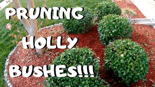 PRUNING HOLLY BUSHES I Winter Gardening Tips [upl. by Tarton]