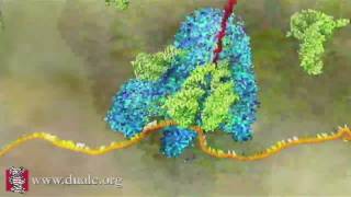 mRNA Translation Advanced [upl. by Sesmar548]