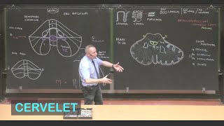 Anatomie du cervelet Neuroanatomie 5 [upl. by Wylen500]