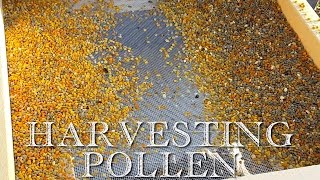 How to Harvest Honeybee Pollen [upl. by Tanitansy]