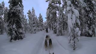 Kiruna Sweden Dog Sledding 6 Day Tour  Jukkasjärvi Wilderness Tours [upl. by Caffrey]