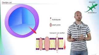 cellen  bouw dierlijke cel [upl. by Cheatham]