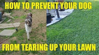 How To Prevent Your Dog From Tearing Up Your Lawn [upl. by Aryajay]