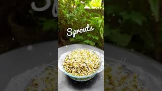 sprouts how to make  sprouts making  sprouts at home  sprouts growing [upl. by Minerva]