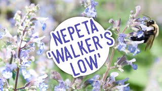 Plant of the Week Nepeta Walkers Low [upl. by Fillian257]