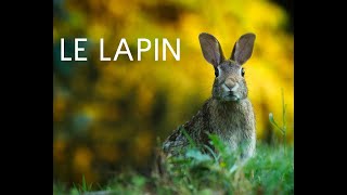 Le lapin documentaire [upl. by Karlens]