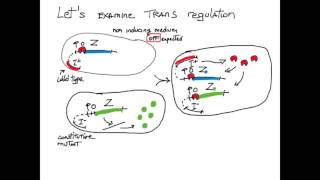 Cis Trans Gene Regulation [upl. by Kelcey]