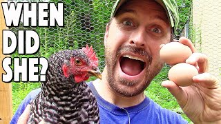 When Do Chickens Start To Lay Eggs 3 Easy Ways To Tell [upl. by Nile374]