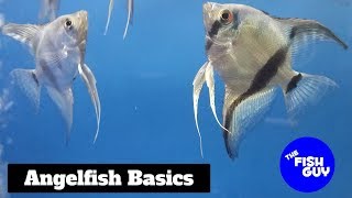 Angelfish Basics [upl. by Zachar]