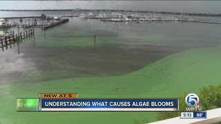 Understanding what causes algae blooms [upl. by Yregram]