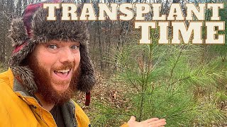 How To TRANSPLANT Pine Trees Do It NOW [upl. by Konstance]